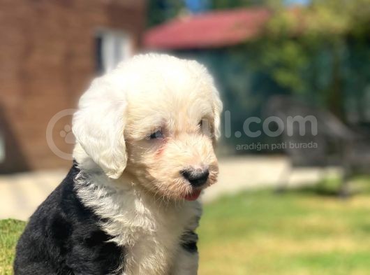 Bobtail Muhteşem Old English Sheperd Dog görsel