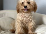 5 Aylık 1,6/2 Kg Kg Toy Poodle Dişi Yavrumuz