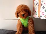 Orji̇nal Poodle Yavrular