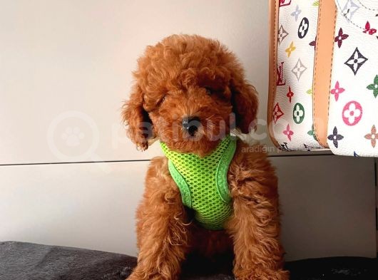 Orji̇nal Poodle Yavrular görsel