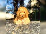 Toy Poodle Di̇şi̇ Erkek Bebekler