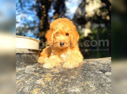 Toy Poodle Di̇şi̇ Erkek Bebekler görsel