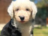 Bobtail Muhteşem Old English Sheperd Dog