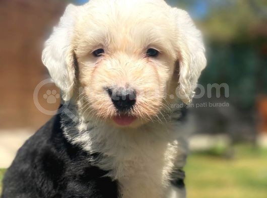 Bobtail Muhteşem Old English Sheperd Dog
