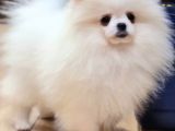 Kore Kani Pomerani̇an Boo