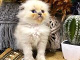 Idda Ediyoruz Bu Kadar Guzel Longhair Bluepoint Scottish Yok