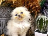 Idda Ediyoruz Bu Kadar Guzel Longhair Bluepoint Scottish Yok