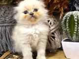 Idda Ediyoruz Bu Kadar Guzel Longhair Bluepoint Scottish Yok