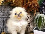 Idda Ediyoruz Bu Kadar Guzel Longhair Bluepoint Scottish Yok
