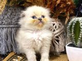 Idda Ediyoruz Bu Kadar Guzel Longhair Bluepoint Scottish Yok