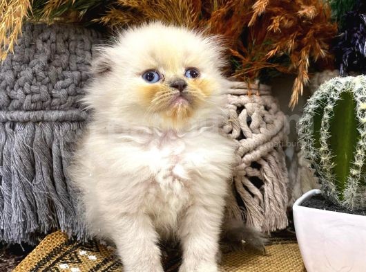 Idda Ediyoruz Bu Kadar Guzel Longhair Bluepoint Scottish Yok