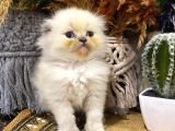 Idda Ediyoruz Bu Kadar Guzel Longhair Bluepoint Scottish Yok
