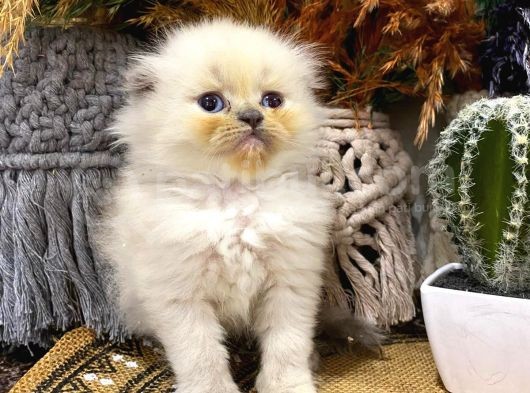 Idda Ediyoruz Bu Kadar Guzel Longhair Bluepoint Scottish Yok görsel