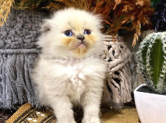 Idda Ediyoruz Bu Kadar Guzel Longhair Bluepoint Scottish Yok görsel