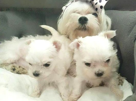 Kar Beyaz Maltese Bebekler