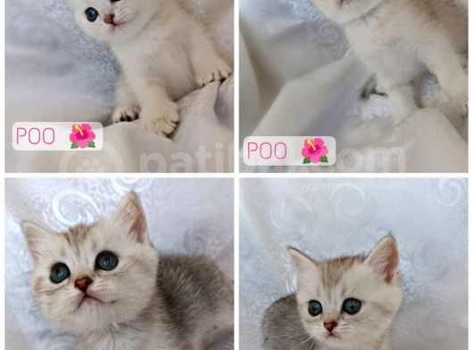 Tinky Winky Dipsy La La  Poo Kestane Portakal görsel