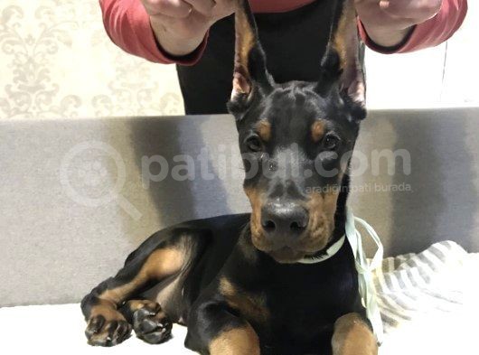 Doberman Yavru Köpekler