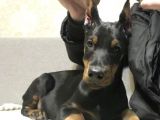 Doberman Yavru Köpekler