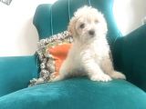 Maltesse Terri̇er