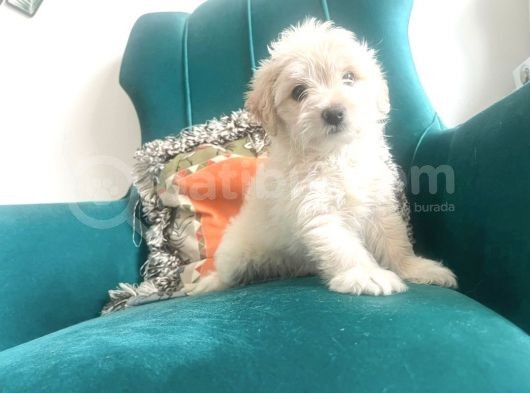 Maltesse Terri̇er
