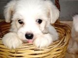 Maltesse Terri̇er