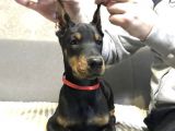 Doberman Yavru Köpekler