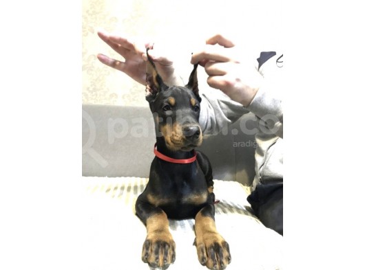 Doberman Yavru Köpekler görsel