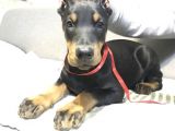 Doberman Yavru Köpekler
