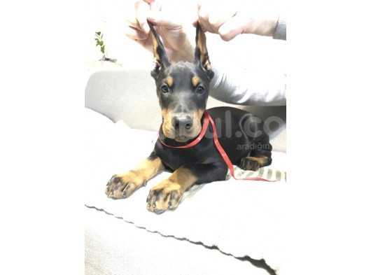 Doberman Yavru Köpekler görsel