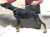 Doberman Yavru Köpekler