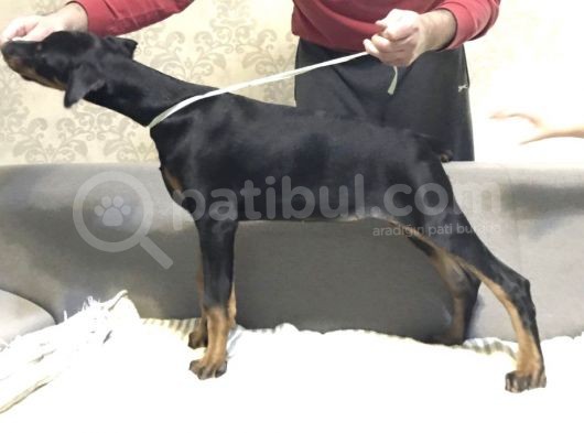 Doberman Yavru Köpekler görsel
