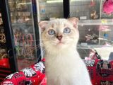 Aşilari Tam Scottish Fold Short Hair Yavrumuz