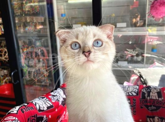 Aşilari Tam Scottish Fold Short Hair Yavrumuz