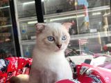 Aşilari Tam Scottish Fold Short Hair Yavrumuz