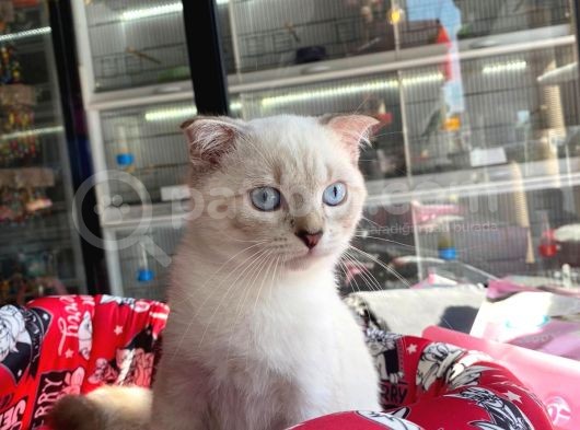 Aşilari Tam Scottish Fold Short Hair Yavrumuz görsel