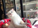 Aşilari Tam Scottish Fold Short Hair Yavrumuz