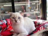 Aşilari Tam Scottish Fold Short Hair Yavrumuz