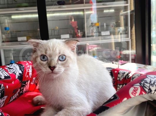 Aşilari Tam Scottish Fold Short Hair Yavrumuz görsel