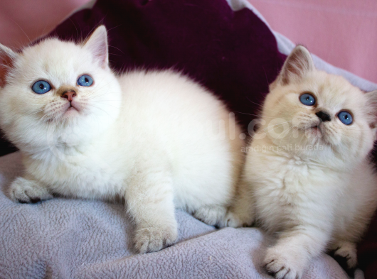 British Shorthair görsel