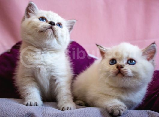 British Shorthair görsel