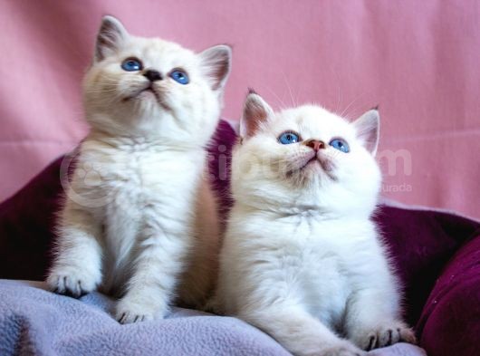 British Shorthair görsel