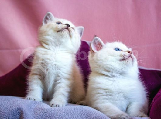 British Shorthair görsel