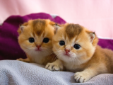 Üst Düzey Kali̇te Scottish Fold Ny11