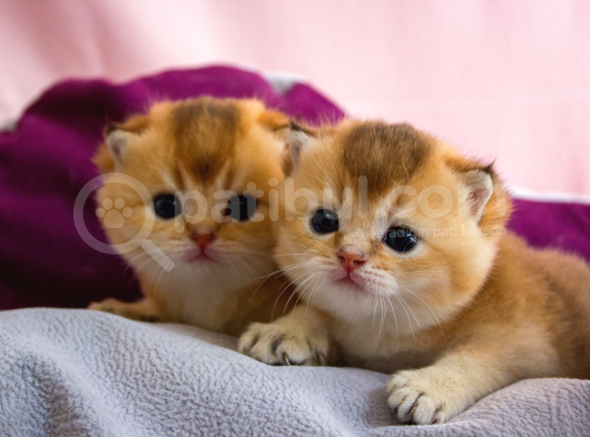 Üst Düzey Kali̇te Scottish Fold Ny11 görsel