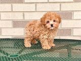 Maltipoo Tüy Dökmez Doğru Jenerasyon Orjinal Garantili Her Renk