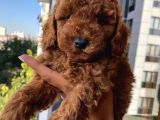 Peluş Oyuncak Tadında Toypoodle Bebekler
