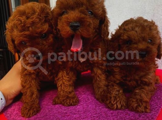 Karamelll.toypoodle ‘In Bebekleri görsel