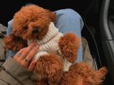 Toy Poodle Kahverengi Orjinal Safkan Garantili Büyümez
