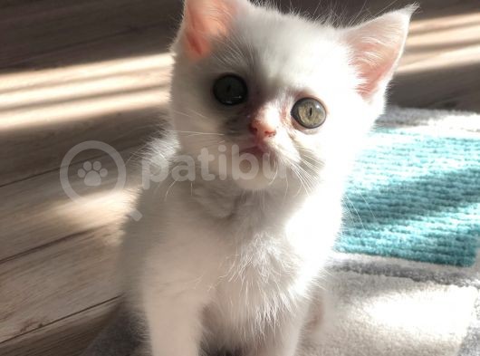 British Shorthair görsel
