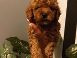Ev Doğumlu Toypoodle Bebekler